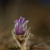 Koniklec velkokvety - Pulsatilla grandis 9072